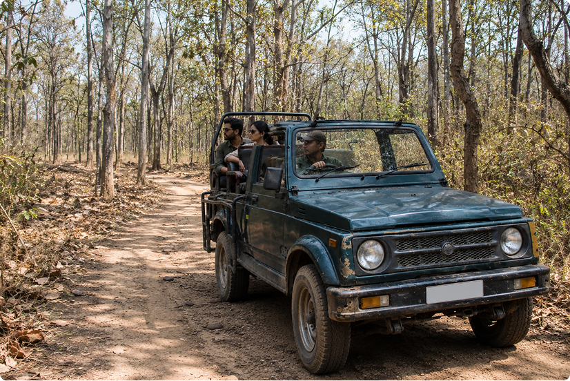 Gypsy Safari